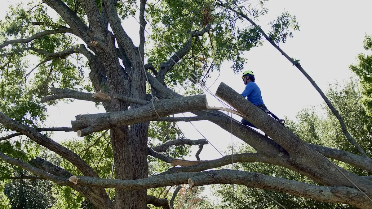 Professional Crown Thinning performed by certified arborists in Tamiment